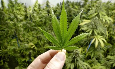 multimedia.normal.af072685f7441b07.63616e6e6162697320315f6e6f726d616c2e6a7067