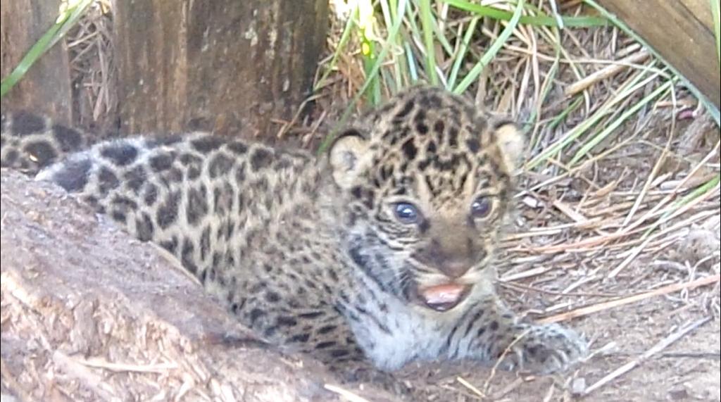 WhatsApp Image 2021 01 17 at 17.29.10 1