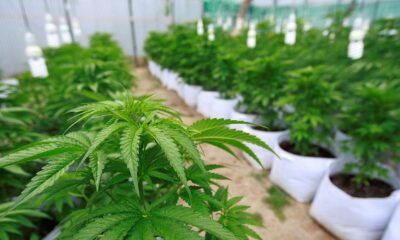 cannabis 1 e1562871459739