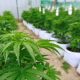 cannabis 1 e1562871459739