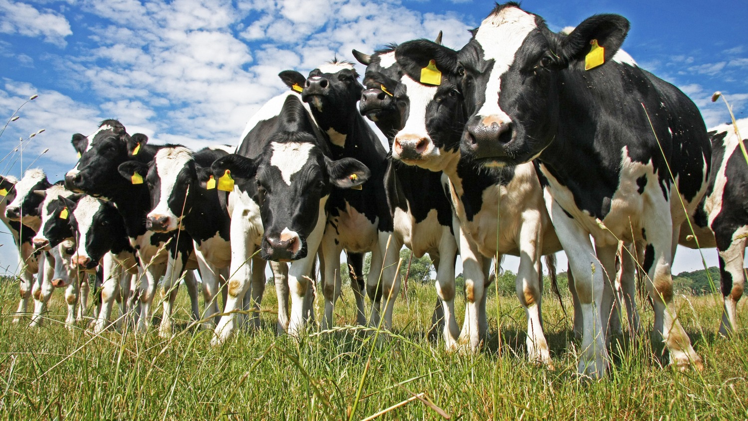 Vaca Leche 3