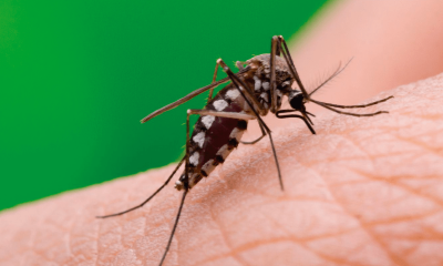 Dengue Zika y Chikungunya