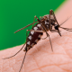 Dengue Zika y Chikungunya