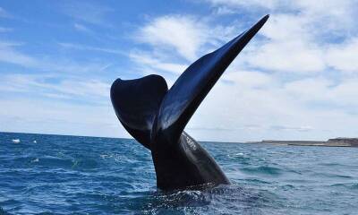 avistaje ballenas peninsula valdes pagina 20jpg