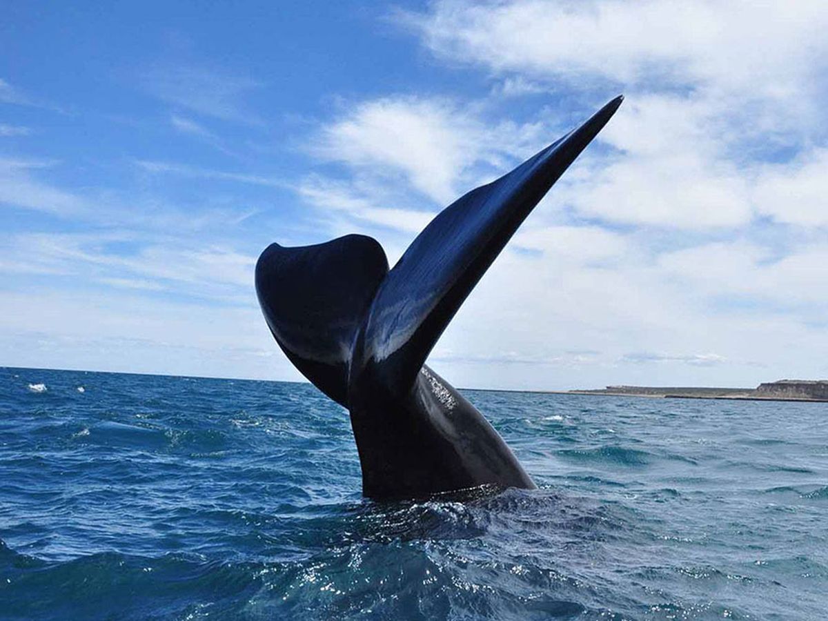 avistaje ballenas peninsula valdes pagina 20jpg