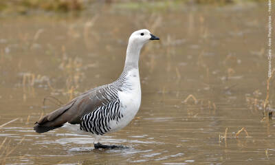 Mariano Costa Aves Patagonicas Chloephaga picta IMG 7057