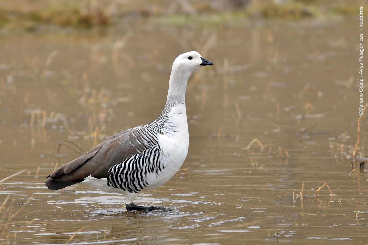 Mariano Costa Aves Patagonicas Chloephaga picta IMG 7057