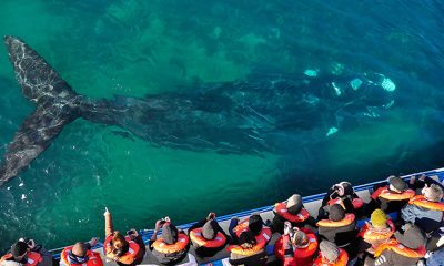 Avistaje de Ballenas foto portada