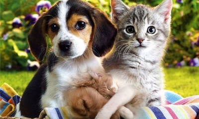 videos de perritos y gatitos en internet