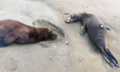 lobos marinos 750x413 1