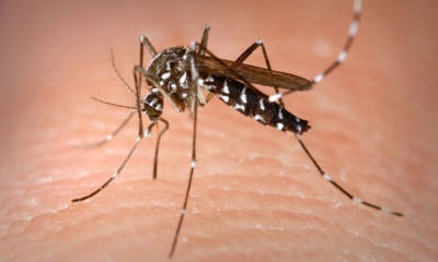 3 dengue 3c