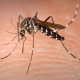 3 dengue 3c