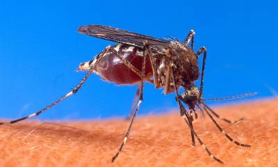 Aedes aegypti biting human