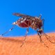 Aedes aegypti biting human