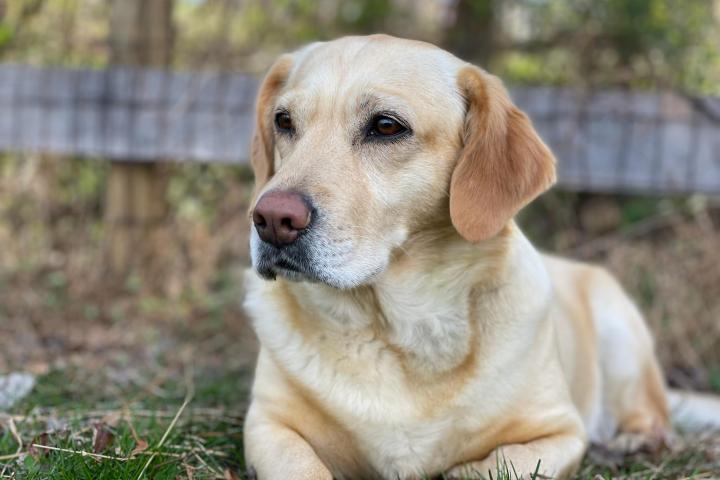 un perro de raza labrador